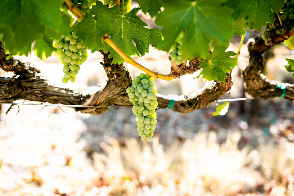 Bunches of of green chardonnay grapes hanging from an old vine in an Oak Knoll, Napa vineyard.