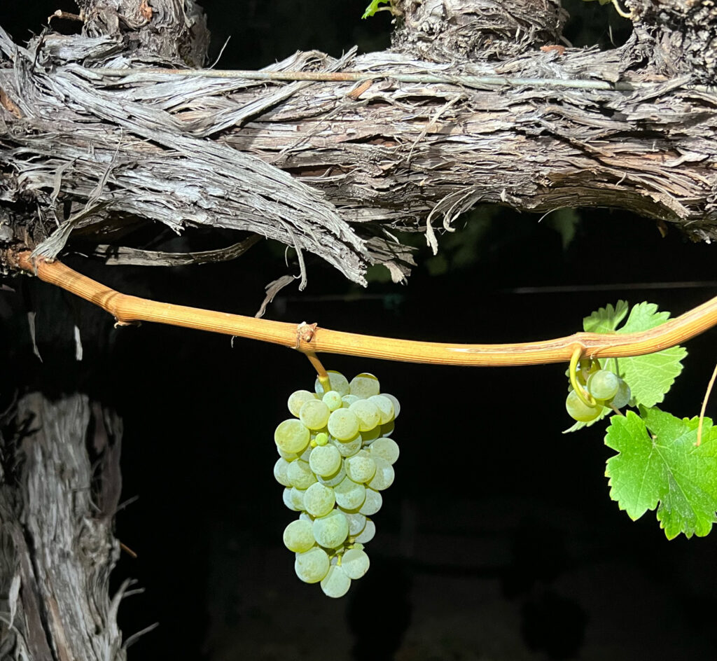 A single cluster of green sauvignon blanc grapes hanging from an old vine in an on Oakville, Napa vineyard.
